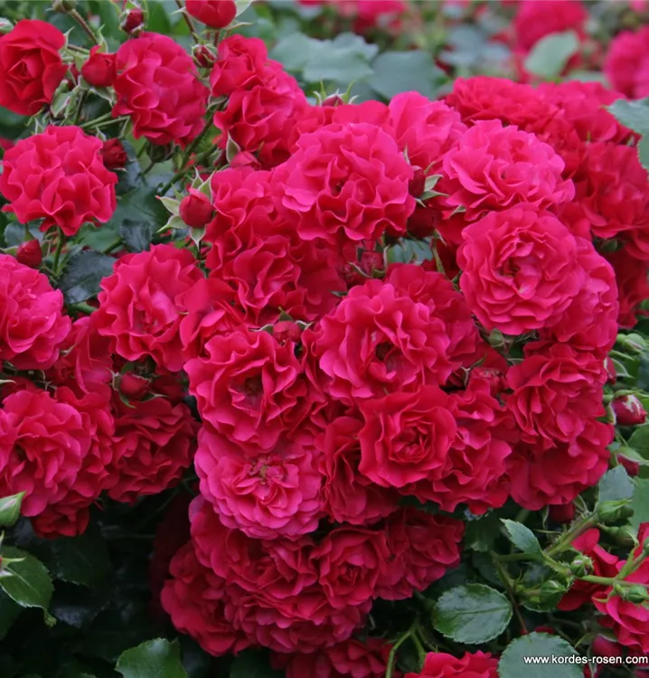 Künstlicher Freiland-Rosenstrauß, 24-fach, 28 cm, creme-rosa