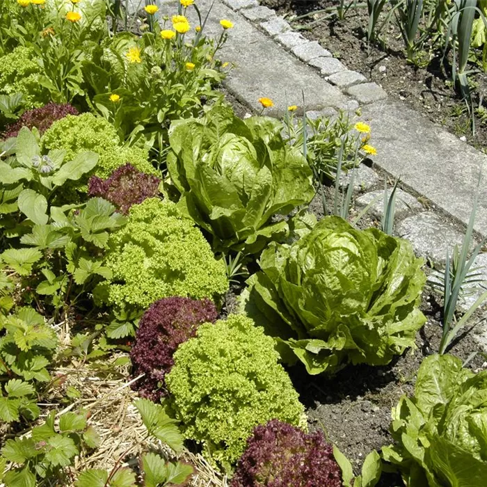 Der Gemüsegarten – weder spießig noch langweilig