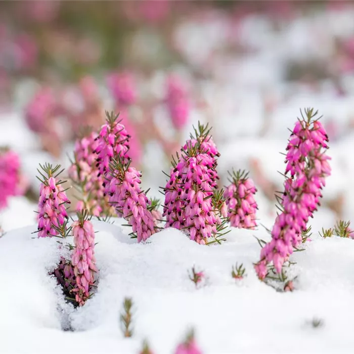Winterdienst Winterdienst
