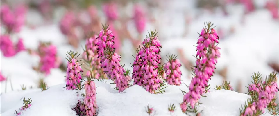 Winter - Heide im Schnee