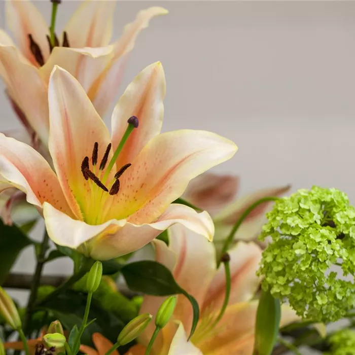 Lilien – Königinnen im Garten